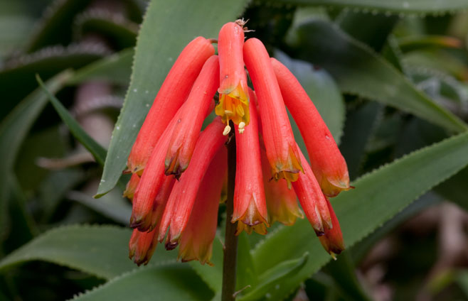 Aloe ciliaris