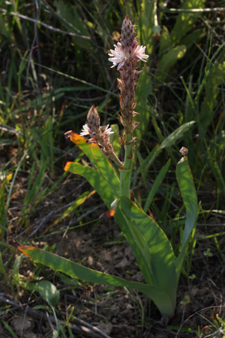 Trachyandra falcata 