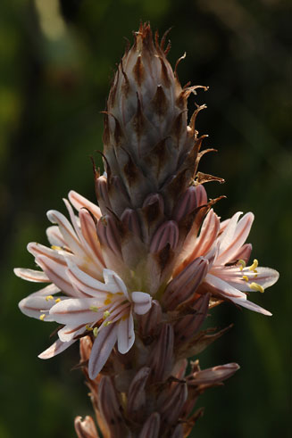 Trachyandra falcata 