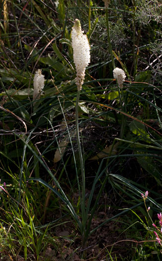 Bulbinella eburniflora