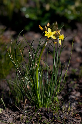 Bulbine lagopus 