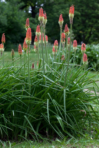 Kniphofia ensifolia
