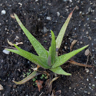 Aloe vera