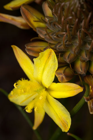 Bulbine lagopus 