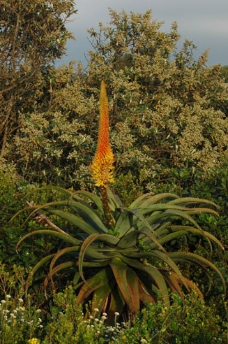 Aloe africana