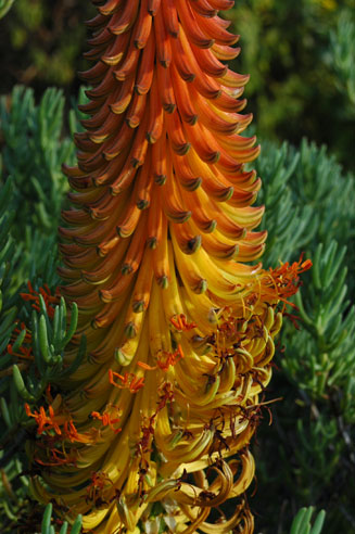 Aloe africana