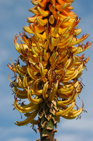 Aloe africana