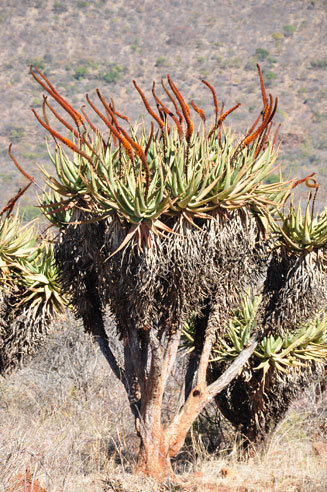 Aloe carnea