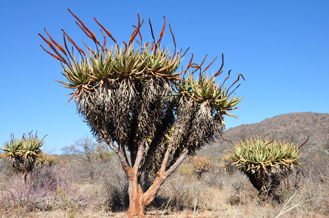 Aloe carnea