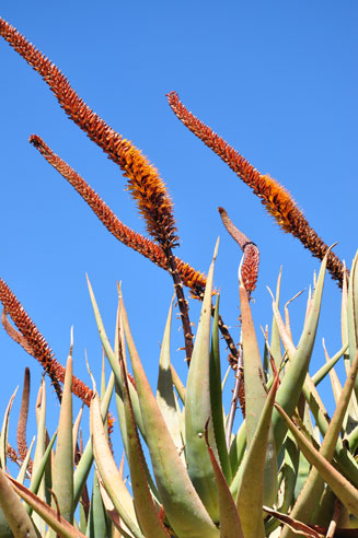 Aloe carnea