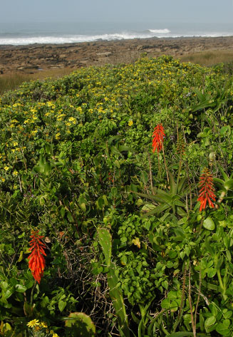 Aloe ciliaris