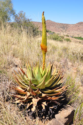 Aloe broomii