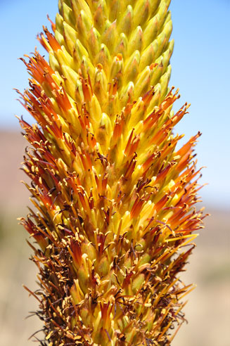 Aloe broomii