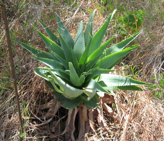 Aloe christianii
