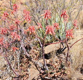 Aloe grandidentata