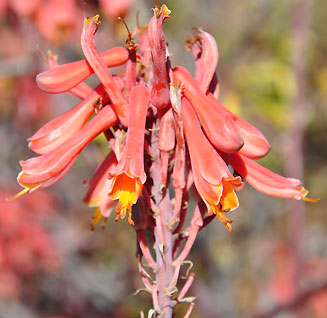 Aloe grandidentata