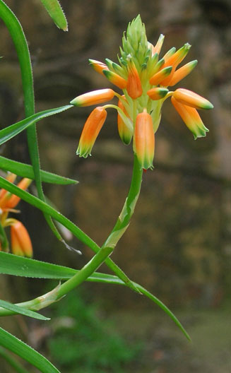 Aloe nubigena
