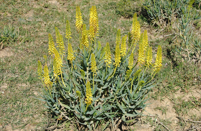 Aloe tenuior