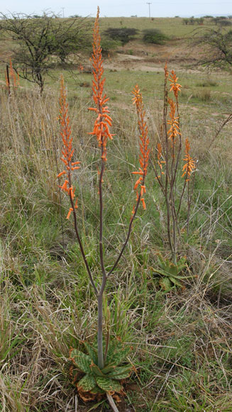 Aloe vanrooyenii 