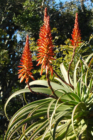 Aloe pluridens