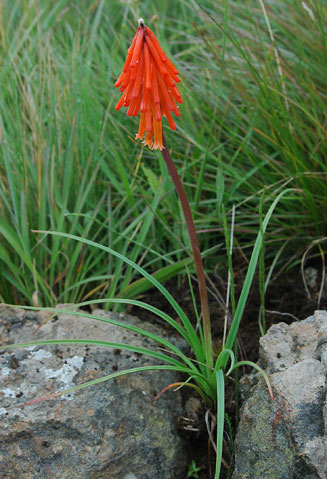 Kniphofia galpinii 