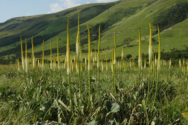 Kniphofia multiflora