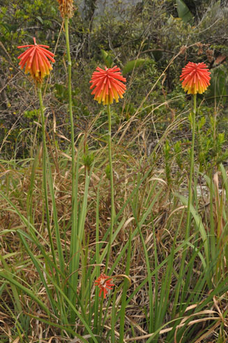 Kniphofia coddiana 