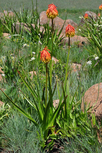 Kniphofia rigidifolia