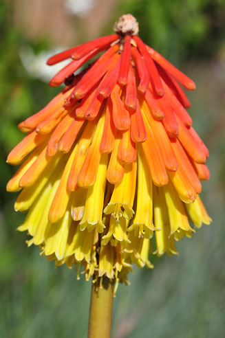 Kniphofia rigidifolia