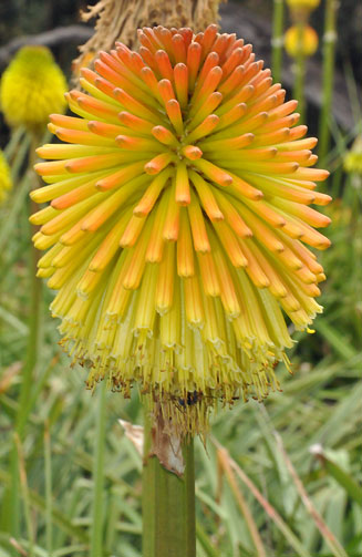 Kniphofia rooperi 
