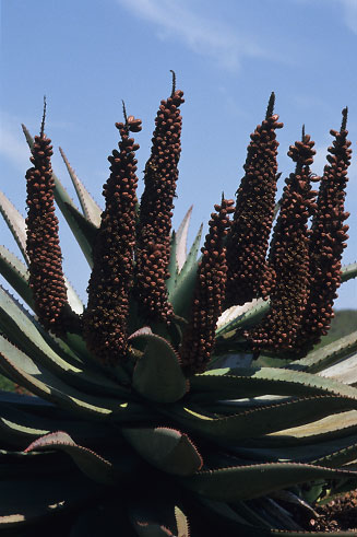 Aloe ferox 