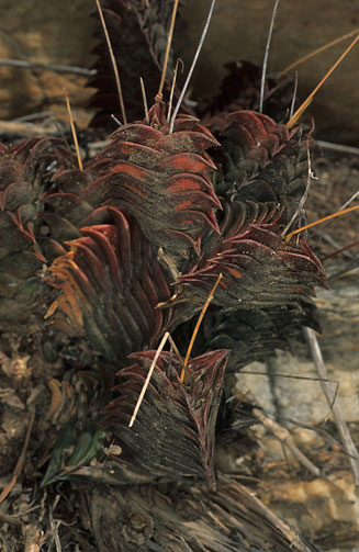 Haworthia viscosa 