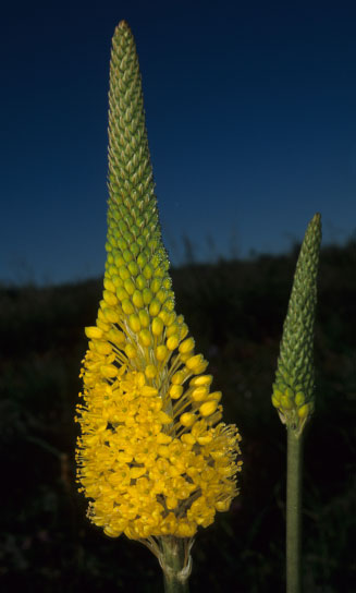 Bulbinella elegans