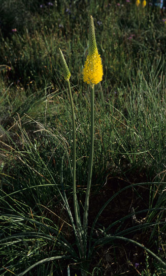 Bulbinella elegans