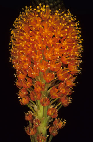 Bulbinella elegans