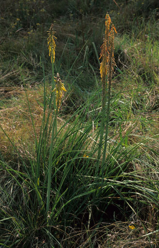 Kniphofia laxiflora 