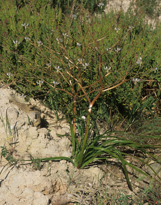 Trachyandra divaricata 