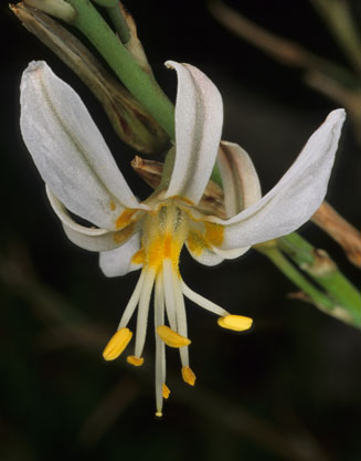 Trachyandra divaricata 