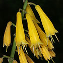 Kniphofia pauciflora (Dainty poker)