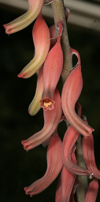 Gasteria excelsa