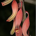 Gasteria excelsa