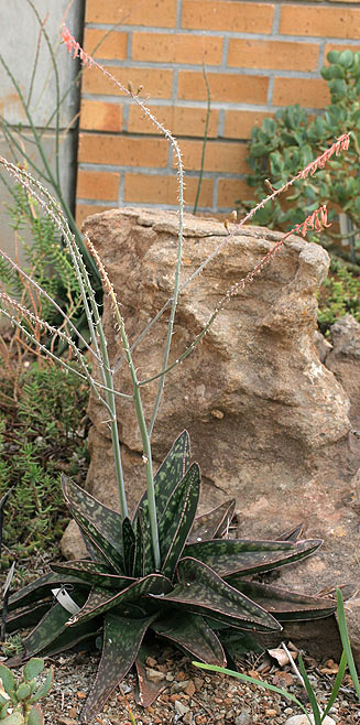 Gasteria excelsa