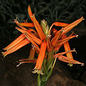 Aloe thompsoniae
