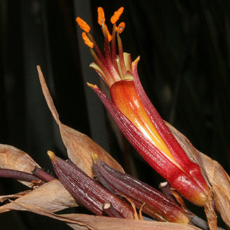 Phormium tenax (New Zealand flax)