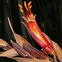 Phormium tenax (New Zealand flax)