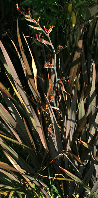 Phormium tenax (New Zealand flax)