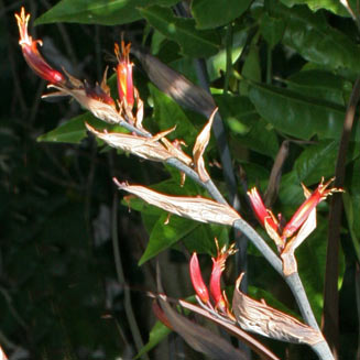Phormium tenax (New Zealand flax)
