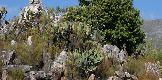 Aloe plicatilis