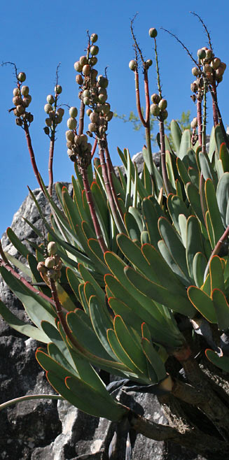 Aloe plicatilis