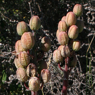 Aloe plicatilis